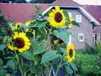 Sonnenblumen im Garten