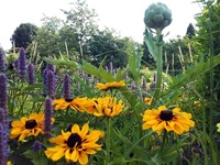 Wunderschöne Blumen im Garten