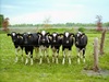 Kühe auf einer grünen Wiese am Elektrozaun beobachten den Fotografen