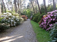 Rhododendron Park - Gristede
