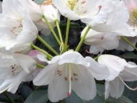 Rhododendron Park - Gristede