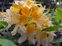 Rhododendron Park - Gristede - Gelbe Blüten
