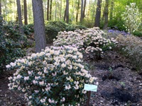 Rhododendron Park - Gristede