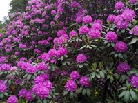 Rhododendron Park - Gristede