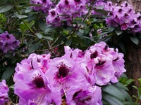 Rhododendron Park - Gristede - Violette Blüten