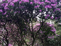 Rhododendron Park - Gristede - Violette Blüten