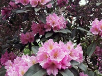 Rhododendron Park - Gristede