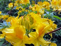 Rhododendron Park - Gristede