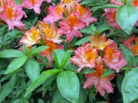 Rhododendron Park - Gristede