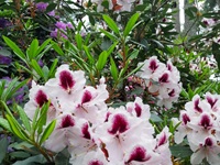 Rhododendron Park - Gristede - Weiße Blüten