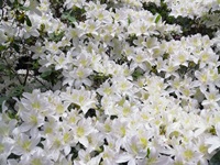 Rhododendron Park - Gristede