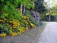 Rhododendron Park - Gristede