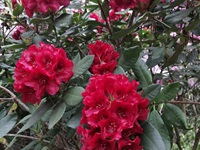 Rhododendron Park - Gristede