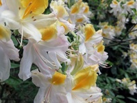Rhododendron Park - Gristede