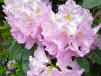 Rhododendron Park - Gristede