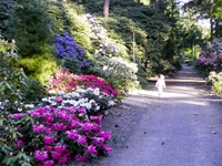 Rhododendronpark in Gristede