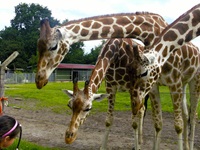 Tierpark Jaderberg